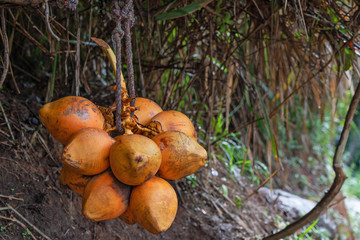 Coconut fruits hanging in jungle, Sri Lanka