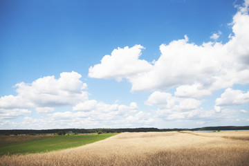 Fototapeta premium green meadow and wheat field and blue sky with clouds