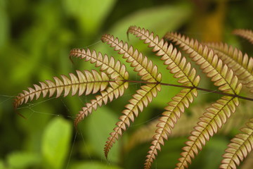 Young  ferns
