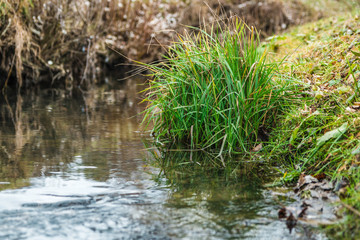 Obraz premium closeup spring stream and green grass. winter has left
