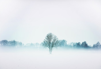 Árbol solitario en campo nevado
