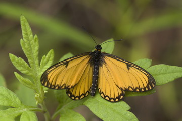 Himalayan yellow coster : Acraea issoria