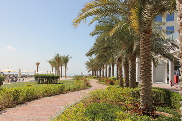 palm trees on beach