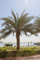 palm trees on beach