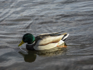 Close-up of a swimming male mallard with water drops on its head. 