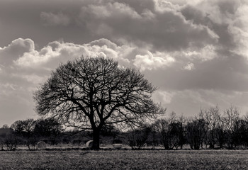 Tree with clouds.