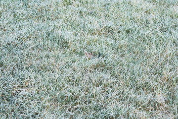 Landscape of frosty on grass at the garden in morning, Selective focus of ice covering on meadow in a cold morning on winter