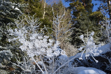 Winter photo cold snow natural