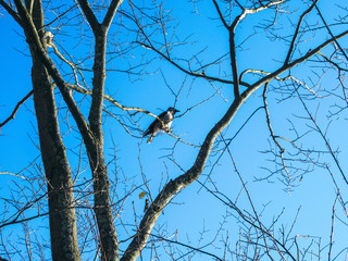 Crow in a leafless tree on a sunny autumn day.