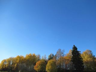 Tree tops in autumn colors with cloudless blue sky.