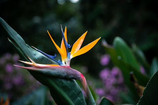 Wilde Paradiesvogelblume