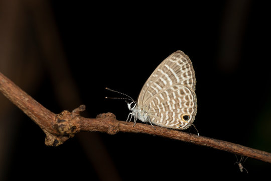 Trasparent Sixline Blue Butterfly, Nacaduba kurava, Amboli, India