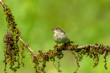 Asian Brown Flycatcher, Muscicapa latirostris, Ganeshgudi, Karnataka, India