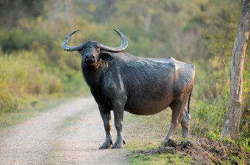 Wilder Büffel, auch asiatischer Büffel genannt, der die Straße überquert, Bubalus Arnee, Kaziranga-Nationalpark, Assam, Indien?