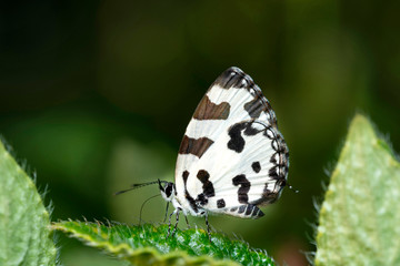 Angled Pierrot Butterfly, Caleta decidia, Kas, Satara, Maharashtra, India