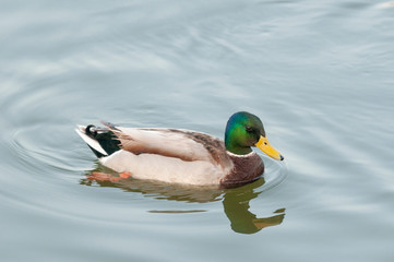 Mallard duck, Anas platyrhynchos Gujarat, India