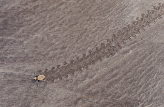 Baby Olive Ridley Turtle, Anjarle, Maharashtra, India