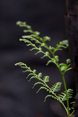 A young fern springs up after bush fire