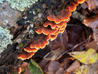 Trametes versicolor, the turkey tail a common polypore mushroom