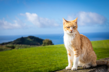 Azoreanische Katze