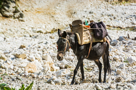 Loaded brown mule walking on the stones