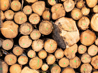 Baumstamm Textur Hintergrund