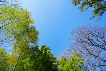 Obraz premium 爽やかな青空と新緑の葉っぱ