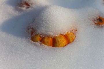 pumpkin buried under the snow