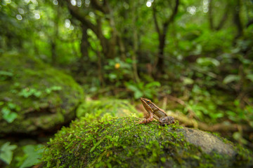 Hylarana caesari or Maharashtra golden-backed frog, Koyna, Maharashtra, india