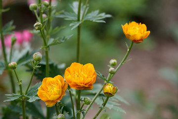 Orange flowers (Trollius Chinensis ) blooming in the summer garden.Orange Queen, family Ranunculaceae, close-up.