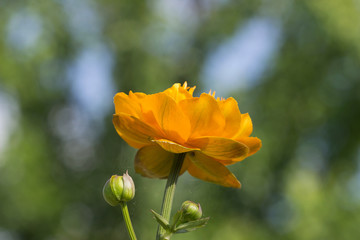 Orange flowers (Trollius Chinensis ) blooming in the summer garden.Orange Queen, family Ranunculaceae, close-up.