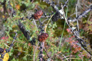 A few cones growing on a tree in the northern forests