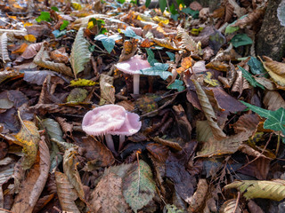 Mycena rosea a poisonous wild mushroom in a natural environment