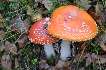 Beautiful poisonous mushroom Amanita with a red hat with white dots