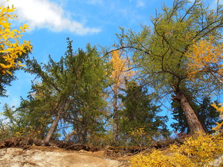 Autumn yellow-green trees against the sky