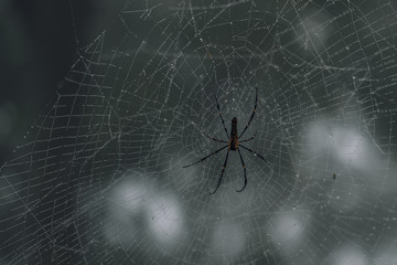 spider on web