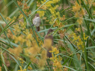 Two vird were very active in the reeds close to a little stream. Nairobi National Park, Kenya.