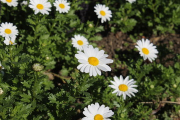 daisies in park of the french riviera