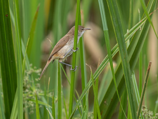 Two vird were very active in the reeds close to a little stream. Nairobi National Park, Kenya.