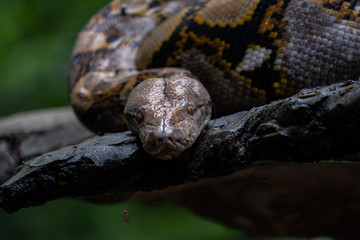 snake on grass