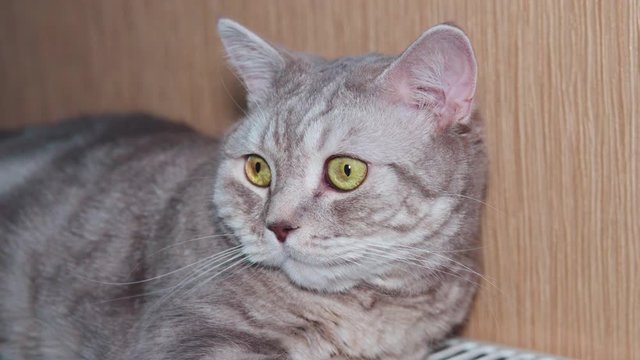 Close-up domestic cat of scottish breed