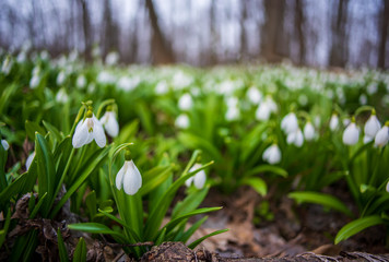 Obraz premium Carpet of snowdrops Galanthus plicatus in spring forest