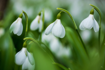 Obraz premium Beautifull first flowers snowdrops in spring forest