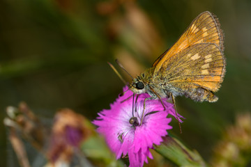 Ochlodes sylvanus butterfly on flower