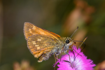 Fototapeta na wymiar Ochlodes sylvanus butterfly on flower