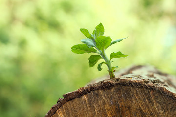 Life prevail. New branche with green leaves growing on a chopped log