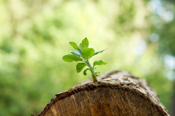 new branch growing on a piece of firewood