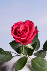 One head of the beautiful red rose with green leaves, blue background