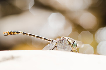 European-Mediterranean dragonfly with natural light in a sunny day.