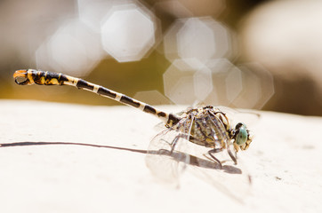 European-Mediterranean dragonfly with natural light in a sunny day.